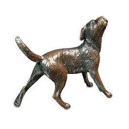 brilliant bronze border terrier UK BBTBZ a main