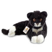kosen black and white kitten UK KFK a main