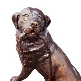 imploring eyes labrador UK IEL b two