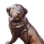 Imploring Eyes Labrador, imploring eyes labrador UK IEL b two