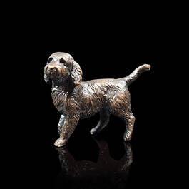 precious pooch bronze cockapoo UK PPBC a main
