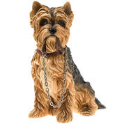 lets go yorkie UK LGY a main