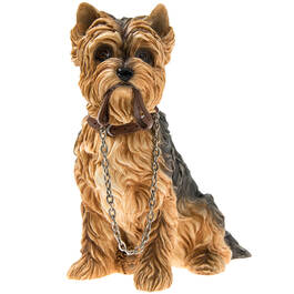 lets go yorkie UK LGY a main