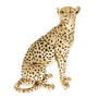 royal golden cheetah UK RGCH a main