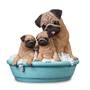 puppy bath time pug figurine UK PBTPF a main