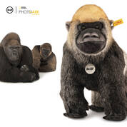 national geographic gorilla boogie UK SNGG a main