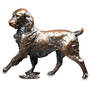 carefree bronze springer UK CFBS a main