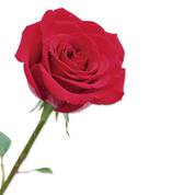 Miracle Roses with Inscribed Base 4538 002 9 2