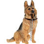 lets go german shepherd UK LGGS a main