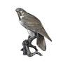 silver peregrine falcon UK SVPF a main