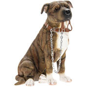 lets go staffie UK LGSBR a main