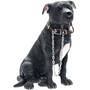 Lets Go Staffie UK LGSBL a main