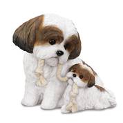 puppy love shih tzu UK SZMP2 a main