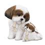 puppy love shih tzu UK SZMP2 a main