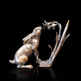 spring delight bronze hare UK SDBH a main