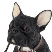 LETS GO FRENCHIE BLACK UK LGFB b closeup face