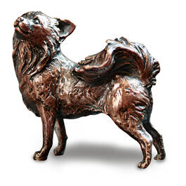 petite package chihuahua bronze UK PPCHB a main