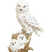 FROSTY FAMILY SNOWY OWLS UK FFSO b closeup owls