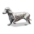silver sausage dachshund UK SVSD a main