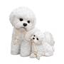 puppy love bichon UK BFMP2 a main