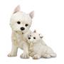 puppy love westie UK WMPF2 a main